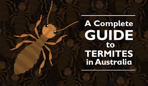 What Do Termites Look Like In Australia And Other