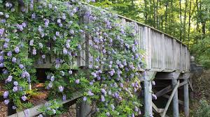 state botanical gardens of georgia