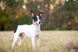 rat terrier dog breed guide info