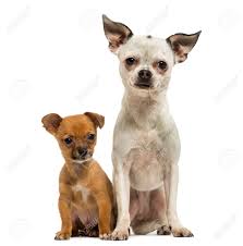 Prestate attenzione alle etichette degli alimenti. Immagini Stock Chihuahua Adulto E Cucciolo Seduta Insieme 3 Mesi Di Eta Isolato Su Bianco Image 25983378