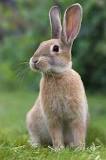 Can you make money raising rabbits?