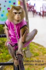can you keep a monkey as a pet other
