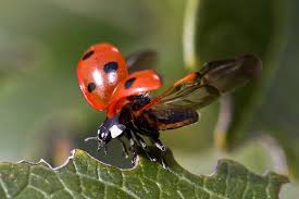 la coccinelle spirituel