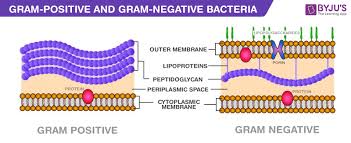 Difference Between Gram Negative And Gram Positive Bacteria