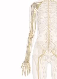 Nerves Of The Arm And Hand