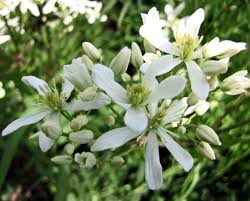 If your clay soil is very dense, amend it with compost or humus to improve the drainage. Clematis Armandii Planting Pruning And Advice On Care For This Evergreen