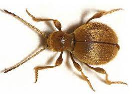 Die spinnenartigen käfer wirken auf die meisten menschen ekelerregend. Binker Materialschutz Gmbh Mit Puder Oder Staub Gegen Messingkafer Und Kugelkafer