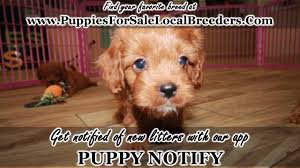 We have brought together thousands of people with karen's cavapoo puppies prides itself with having knowledgeable, pet expert employees that are able to give advice as well as show both the new and. Puppies For Sale Local Breeders Red Cavapoo Puppies For Sale Georgia Atlanta At Lawrenceville Puppies For Sale Local Breeders