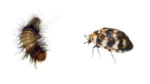 how to get rid of carpet beetle larvae
