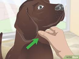 She was all freaked out and took him in and after $800 worth of tests, they determined it was nothing big. 3 Ways To Stop Reverse Sneezing In Dogs Wikihow Pet