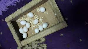 Lovebirds Egg Laying Process A Personal Experience