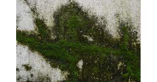 removing moss from concrete surfaces