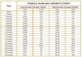 Rottweiler Growth Chart Karmas Rottweilers