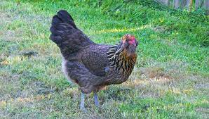 I don't see any buff in your pictures, although your birds are very pretty. Ameraucana Chicken Care Guide Color Varieties And More