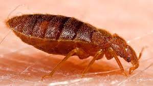 12 home remes for bed bugs that
