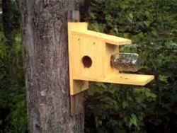 free squirrel feeder plans easy to build