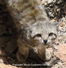 The small andean cats — not much bigger than a house cat — are only found in the rocky arid and semi arid zones of the andes where valleys of patchily distributed rock walls are the preferred habitat. Cats Of South America International Society For Endangered Cats
