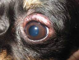 dog eye stye causes symptoms and