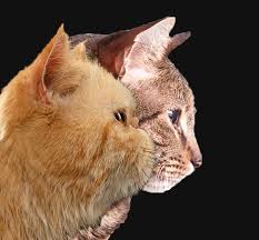 A cracked canine tooth isn't rare in cats, especially outdoor cats and. Severe Brachycephalic In Persian And Related Breeds International Cat Care