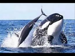 Resultado de imagem para baleia ou sereia