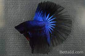 Makanan serbuk pelet warna hitam cupang guppy bkn artemia nrd otohime. Jual Ikan Cupang Halfmoon Blue Lace Hm55 Betta Id