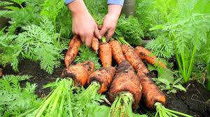 Agricultura al Día / Así es un cultivo de zanahoria - YouTube
