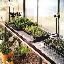 Greenhouse Growing For Beginners