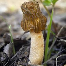 How To Find Morel Mushrooms In Ohio State Parks