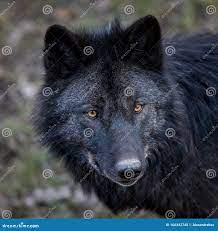 森林黑狼画像库存图片. 图片包括有艺术, 剧烈, 背包, 自然, 狼疮, 哺乳动物, 题头, 猎人- 166342745