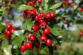 Significant scientific evidence confirms hawthorn's traditional use. Hawthorn Berries Choose To Be Healthy