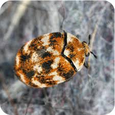 carpet beetle control heat wave pest