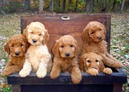 Adorable Medium Size Goldendoodle Puppies 7 Weeks Old