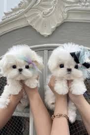 teacup maltese the truth about this