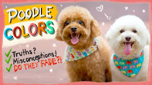 poodle colors explained do poodles