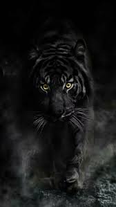 black tiger tiger black king of