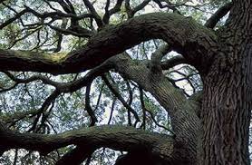 oak trees university of florida