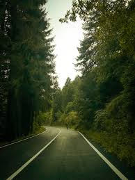 black asphalt road between green trees