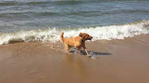 21 dog friendly lake michigan beaches