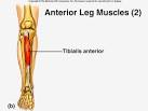 tibialis muscle