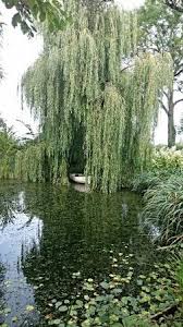 westonbury mill water gardens picture