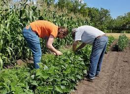 plant a successful vegetable garden