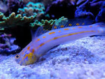 which-goby-is-best-for-cleaning-sand
