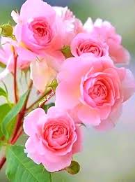 Image result for images of pink rose