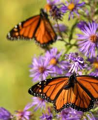 how to attract monarch erflies