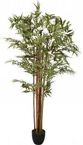Бамбук растёт в тропических страрах. Bambuk V Saksiya 16113718 Na Top Cena Home Max Ex Baumax