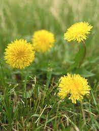 Pull dandelion weeds by hand or use a postemergence herbicide (designed. Weed Identification Guide Better Homes Gardens