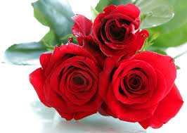 freepik com premium photo beautiful red roses