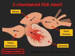 Overview of the circulatory system. Fish Heart Chamber Essential Functions All Animals Carry Out The Following Ppt Download