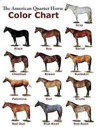 Sorrel Horse Color The Chart Below Shows Examples Of Some