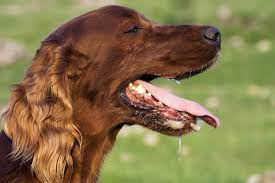excessive ion of saliva in dogs